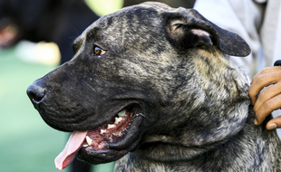 Un pitbull (illustration)