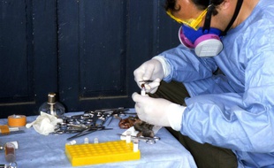 Un scientifique spécialisé dissèque un rat dans le centre du Nigeria, après la propagation d'un foyer de fièvre de Lassa.