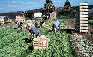 Illustration de maraîchers.