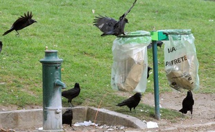 Des corbeaux font les poubelles pour se nourrir à Paris.