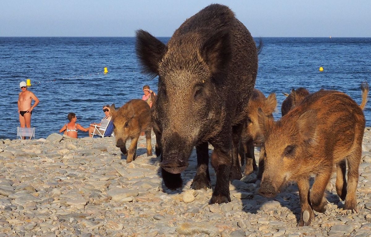 Var : Une famille de sangliers débarque pépère sur la plage, au milieu des baigneurs