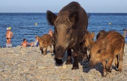 Une famille de sangliers débarque pépère sur la plage, au milieu des baigneurs