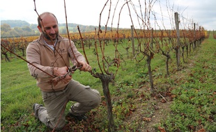 La taille de la vigne, une étape essentielle.