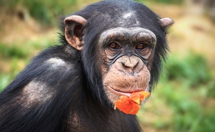 Un chimpanzé. Image d'illustration.
