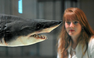 Un requin Mako conservé au musée océanographique.