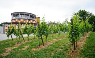 Vue générale le 19 juin 2015 de la cave Puklavec and Friends et de ses vignes à Ormoz, en Slovénie