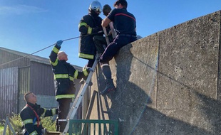 Les pompiers ont pu extirper la victime de la fosse à lisier.