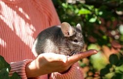 L’arrêt de l’élevage en cages pour les animaux à fourrure préconisé