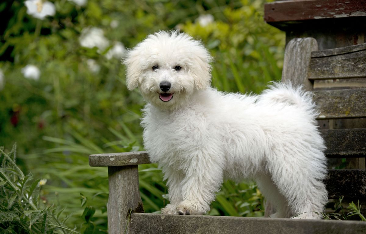 Belgique : Il égorge « Pantoufle », le petit chien reçu en cadeau pour combler sa solitude