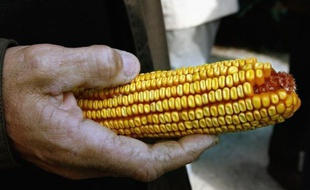 Le chercheur français Gilles-Eric Séralini, qui a dirigé une étude choc sur un maïs OGM de Monsanto, a indiqué jeudi à l'AFP qu'il ne donnerait aucune donnée supplémentaire à l'Autorité européenne de sécurité des aliments (Efsa) à qui il demande de publier ses propres éléments.
