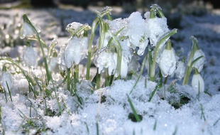 Le neige qui fond. Illustration.