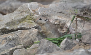 Le rat des sables n'est visible qu'au zoo de Lyon