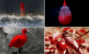 De g. à dr. et de haut en bas: du windsurf à Lamor-Plage, un ballon plein d'eau qui éclate, un ibis rouge et une cerise