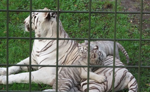 A Bordeaux, le 21 octobre 2014, les quatre tigrons blancs du zoo de Pessac explorent leur enclos.