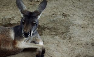 Un kangourou du zoo de Pékin (image d'illustration).