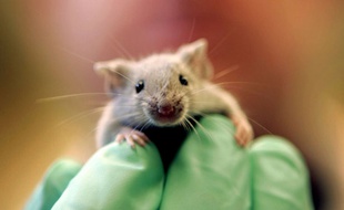 Illustration d'une souris de laboratoire.