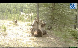 une ours party dans les bois
