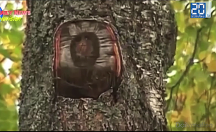 Le visage de Jésus est apparu sur le tronc d'un arbre en Russie.