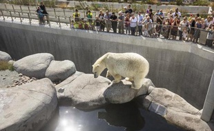 Un ours polaire au zoo de Copenhague au Danemark, le 23 juillet 2014