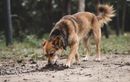 Mon chien mange de la terre : faut-il s’inquiéter de ce comportement et que faire ?
