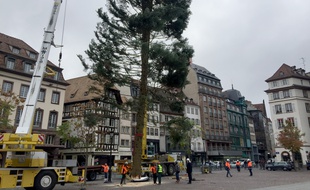 Installation du grand sapin place Kléber à Strasbourg le 29 octobre 2018.