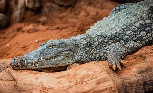 Illustration d'un animal de la Ferme aux crocodiles, située dans la Drôme.