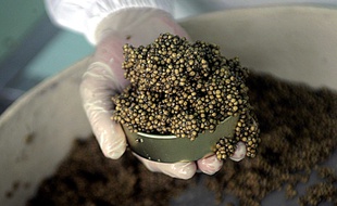 Illustration caviar.