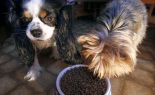 L'Autorité de la concurrence a infligé des amendes totalisant 35,3 millions d'euros aux trois principaux fabricants de croquettes pour chiens et chats, pour avoir restreint pendant cinq ans la concurrence dans la distribution spécialisée au détriment du consommateur.