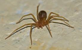 Une loxosceles-rufescens ou araignée violon.