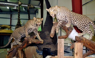 Des fauves au musée d'histoire naturelle de Paris, le 16 février 2016