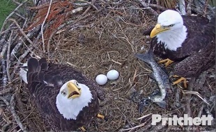 Harriet et M15 sont deux aigles chauves (pygargue à tête blanche, en VF), de Floride.