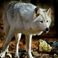 Des loups tuent une jument dans son enclos dans les Alpes de Haute-Provence