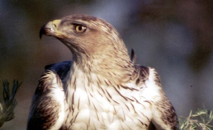 L'aigle de Bonelli.