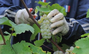 Vendanges: La France souffre-t-elle d'un manque de main d'oeuvre? (Illustration)