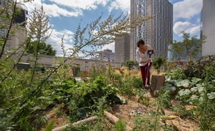 Le toit végétalisé et cultivé du centre commercial de Beaugrenelle à Paris.