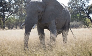 Un éléphant dans une réserve au Botswana.