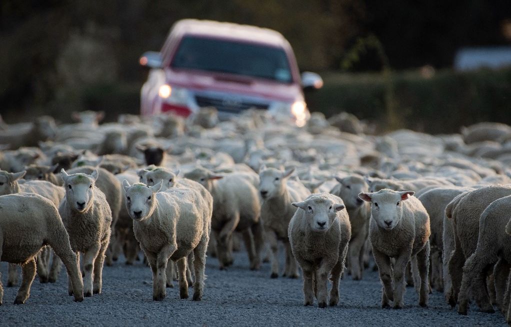 New Zealand has less than five sheep per capita, which is an all-time low