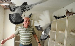 Les pigeons de Louis Lelay, un Nantais de 73 ans, reviennent ce midi de Dinan.
