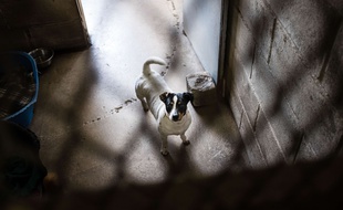Un chien dans un refuge animalier (Illustration).