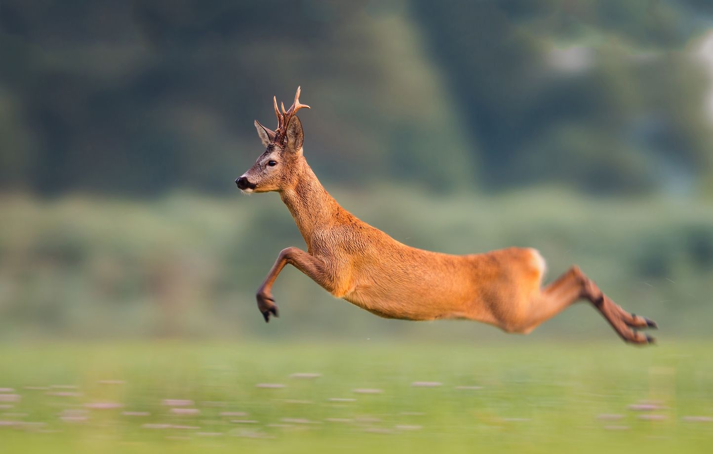 Le chevreuil (Capreolus capreolus) est un cervidé vivant dans les forêts.