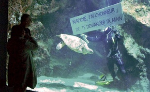 La demande en mariage du plongeur de l'Aquarium de la Rochelle