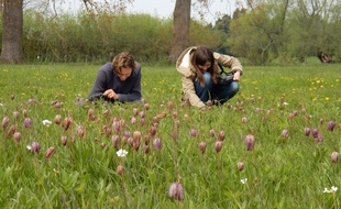 Le Conservatoire botanique de Bailleul a dressé une liste rouges des espèces menacées.