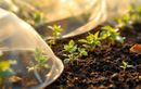 La méthode simple pour sécuriser vos semis face aux intempéries et nuisibles de fin d’été