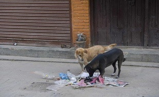Illustration de chiens errants