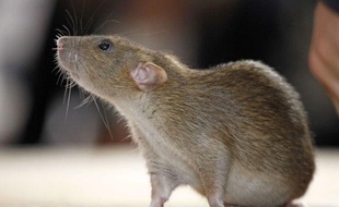 Une étude, publiée le 19 septembre 2012, montre que les rats nourris avec un maïs OGM meurent plus jeunes et développent plus de cancers