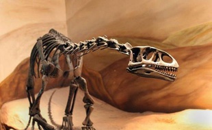 De petites empreintes et des embryons fossiles ont été découverts sur l'un des plus anciens sites de nidification de dinosaures révélant de nouveaux détails sur l'existence de ces créatures majestueuses, selon une étude publiée lundi aux Etats-Unis.