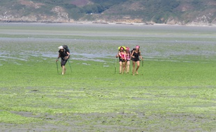 Des randonneuses traversent l'anse de Morieux-Hillion, sur la plage de Bon-Abri : une promenade risquée en raison des possibles inhalations du H2S libéré par les algues vertes.