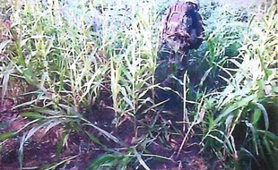 Capture d'écran d'une vidéo diffusée par un tribunal militaire britannique en novembre 2013.