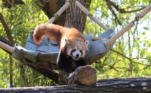 Panda roux au zoo de Pessac