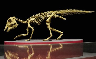 Extrêmement rare, est également exposé le squelette d’un bébé dinosaure, Hypacrosaurus, retrouvé intact au Canada.